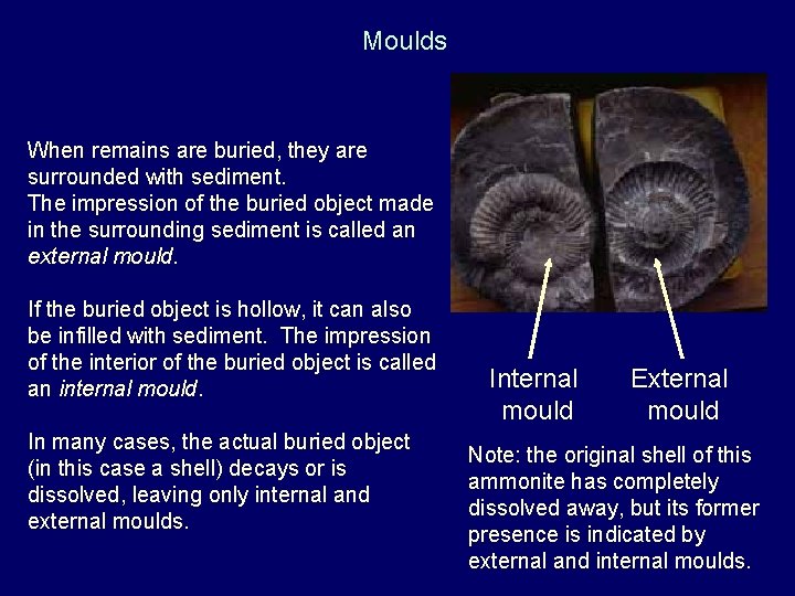 Moulds When remains are buried, they are surrounded with sediment. The impression of the