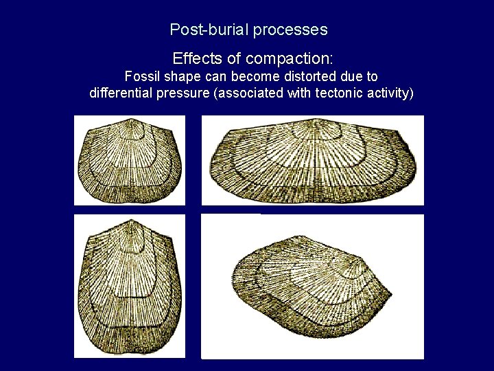 Post-burial processes Effects of compaction: Fossil shape can become distorted due to differential pressure