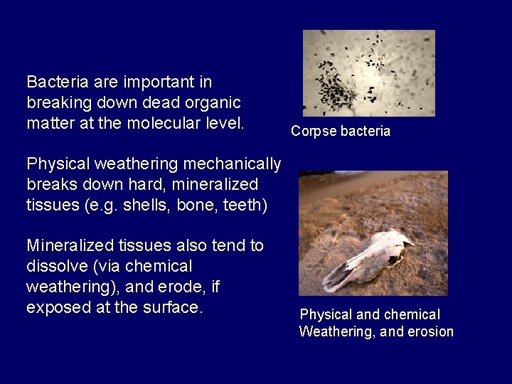 Bacteria are important in breaking down dead organic matter at the molecular level. Corpse
