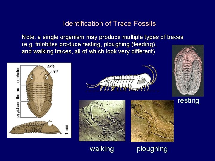 Identification of Trace Fossils Note: a single organism may produce multiple types of traces