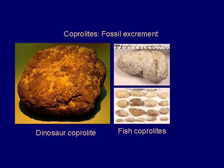 Coprolites: Fossil excrement Dinosaur coprolite Fish coprolites 