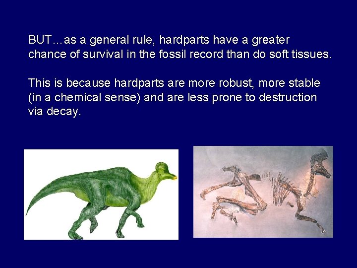 Evidence soft fossils in tissue hardens the dinosaur New Dino