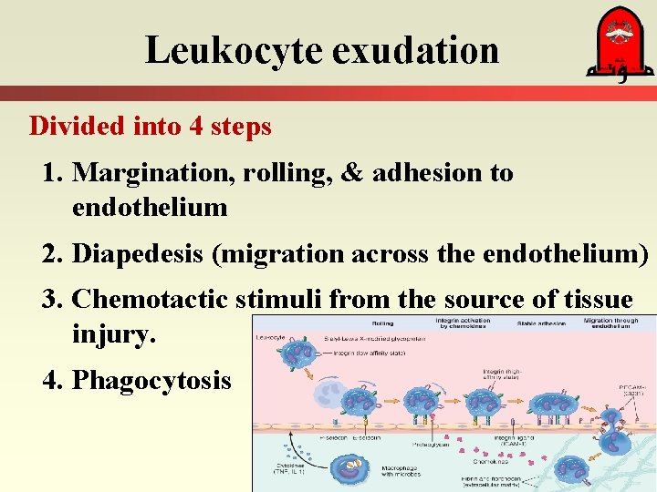 Leukocyte exudation Divided into 4 steps 1. Margination, rolling, & adhesion to endothelium 2. Leukocyte exudation Divided into 4 steps 1. Margination, rolling, & adhesion to endothelium 2.
