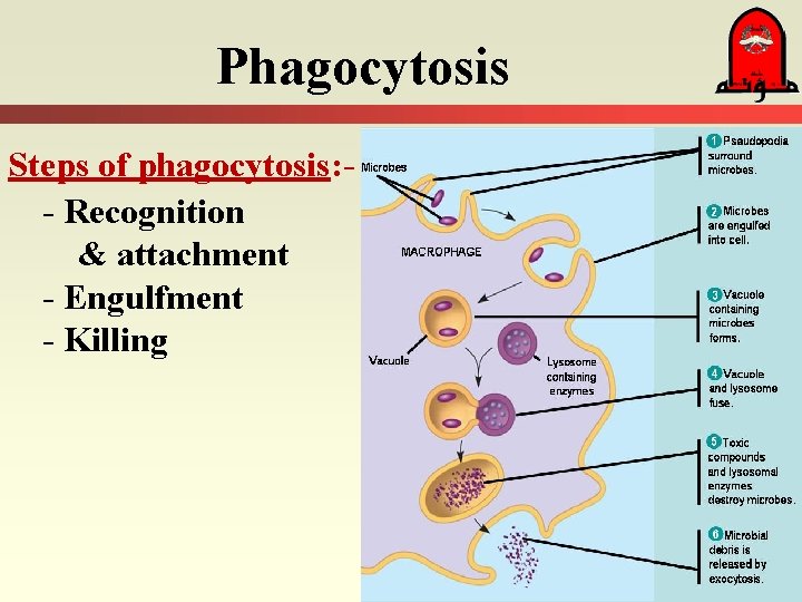 Phagocytosis Steps of phagocytosis: - Recognition & attachment - Engulfment - Killing Phagocytosis Steps of phagocytosis: - Recognition & attachment - Engulfment - Killing