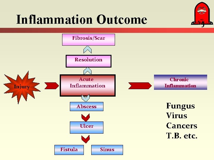 Inflammation Outcome Fibrosis/Scar Resolution Injury Acute Inflammation Fungus Virus Cancers T. B. etc. Abscess Inflammation Outcome Fibrosis/Scar Resolution Injury Acute Inflammation Fungus Virus Cancers T. B. etc. Abscess