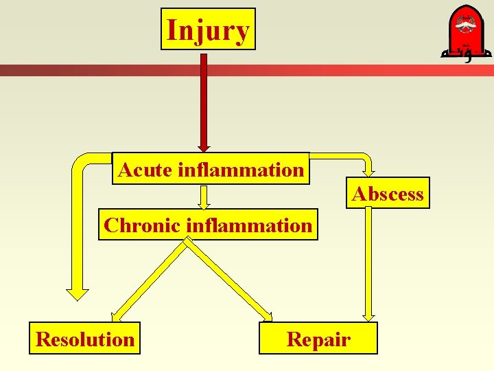 Injury Acute inflammation Abscess Chronic inflammation Resolution Repair Injury Acute inflammation Abscess Chronic inflammation Resolution Repair