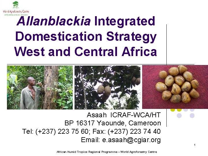 Allanblackia Integrated Domestication Strategy West and Central Africa Asaah ICRAF-WCA/HT BP 16317 Yaounde, Cameroon
