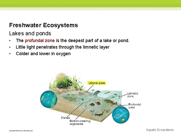 Freshwater Ecosystems Lakes and ponds • • • The profundal zone is the deepest