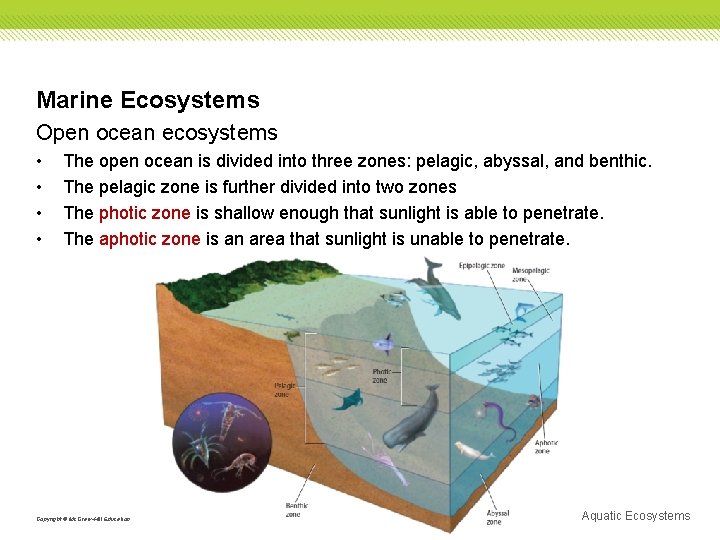 Marine Ecosystems Open ocean ecosystems • • The open ocean is divided into three