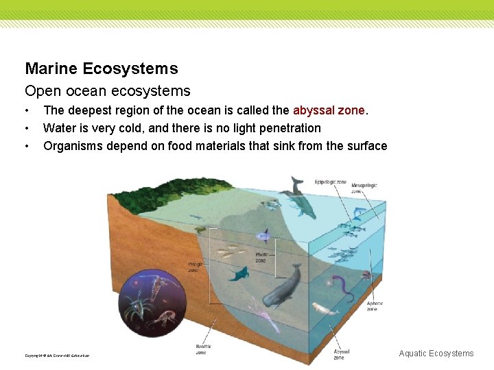 Marine Ecosystems Open ocean ecosystems • • • The deepest region of the ocean