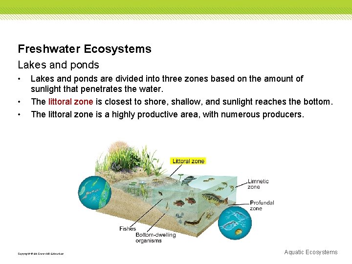 Freshwater Ecosystems Lakes and ponds • • • Lakes and ponds are divided into
