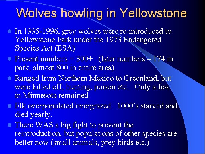 Wolves howling in Yellowstone l l l In 1995 -1996, grey wolves were re-introduced