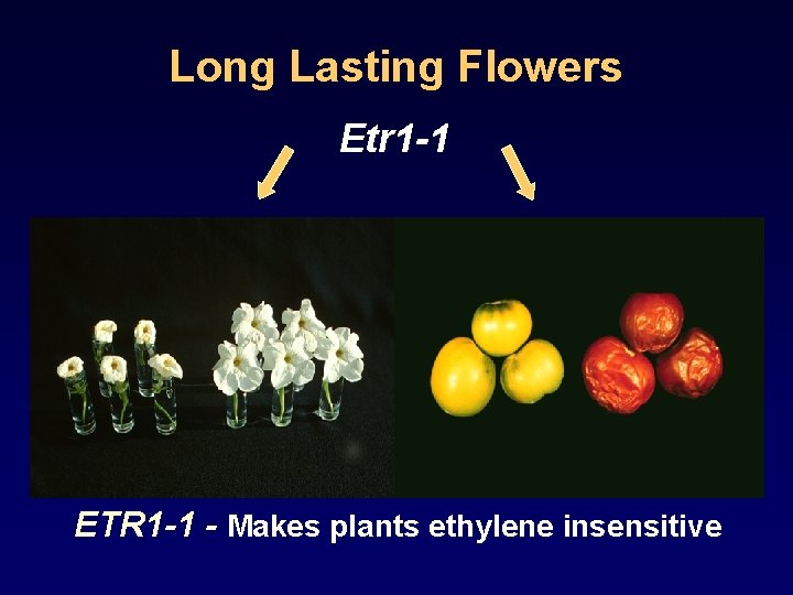 Long Lasting Flowers Etr 1 -1 ETR 1 -1 - Makes plants ethylene insensitive