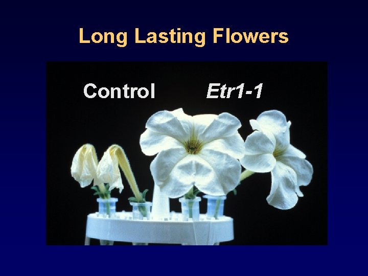 Long Lasting Flowers Control Etr 1 -1 