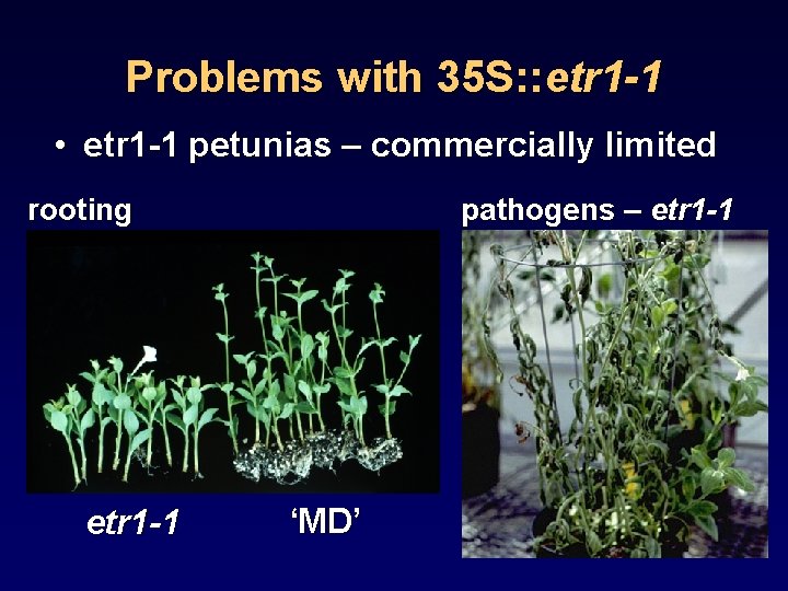 Problems with 35 S: : etr 1 -1 • etr 1 -1 petunias –