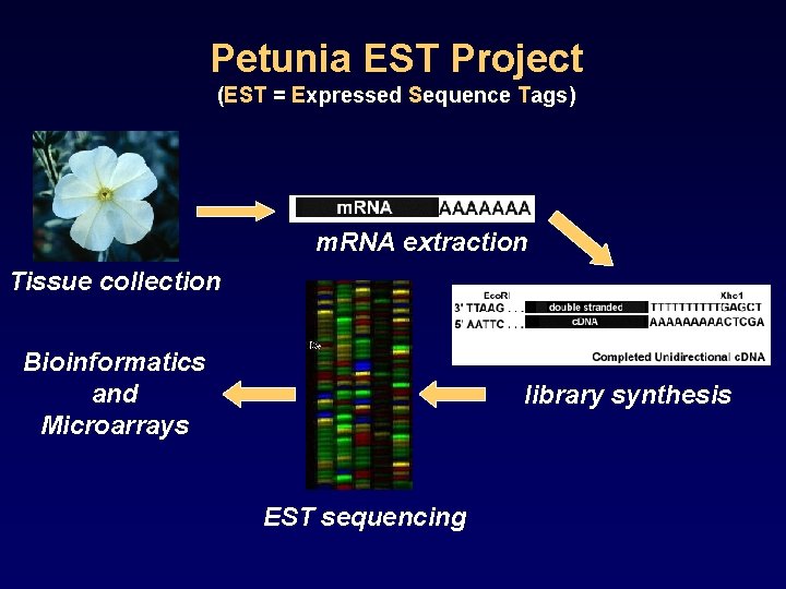 Petunia EST Project (EST = Expressed Sequence Tags) m. RNA extraction Tissue collection Bioinformatics