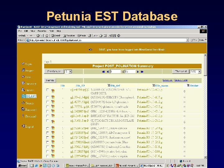 Petunia EST Database 