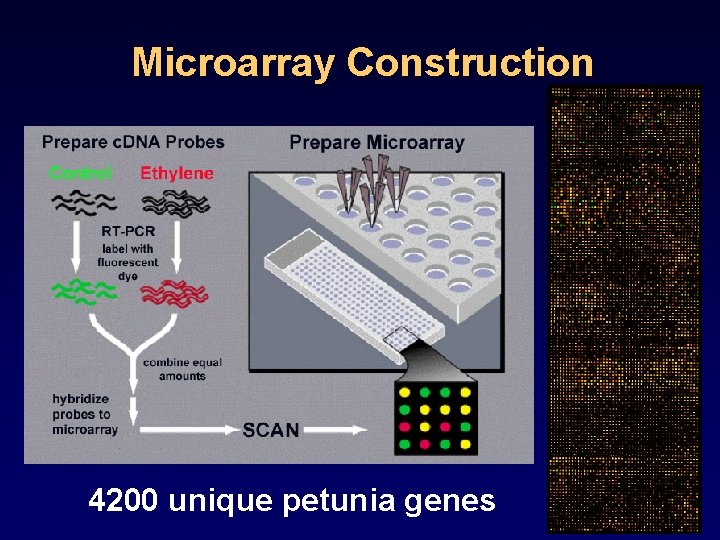 Microarray Construction 4200 unique petunia genes 