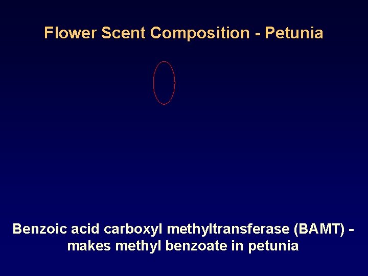 Flower Scent Composition - Petunia Benzoic acid carboxyl methyltransferase (BAMT) makes methyl benzoate in