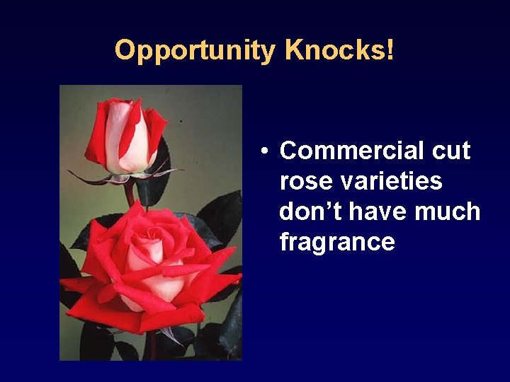 Opportunity Knocks! • Commercial cut rose varieties don’t have much fragrance 