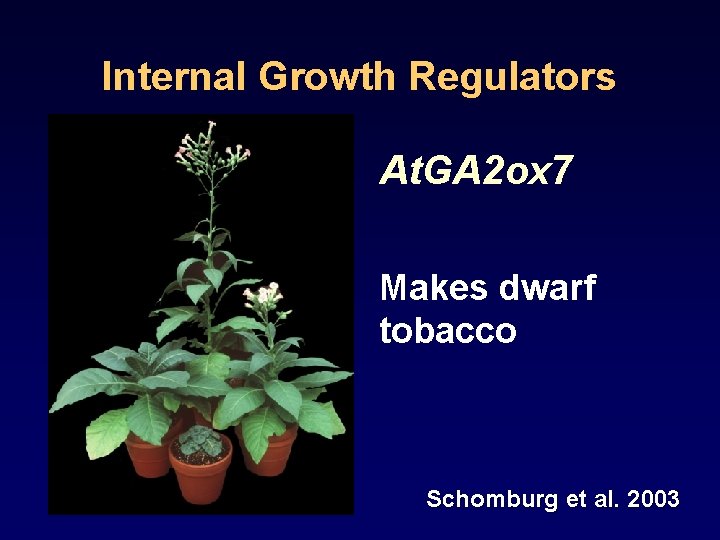 Internal Growth Regulators At. GA 2 ox 7 Makes dwarf tobacco Schomburg et al.