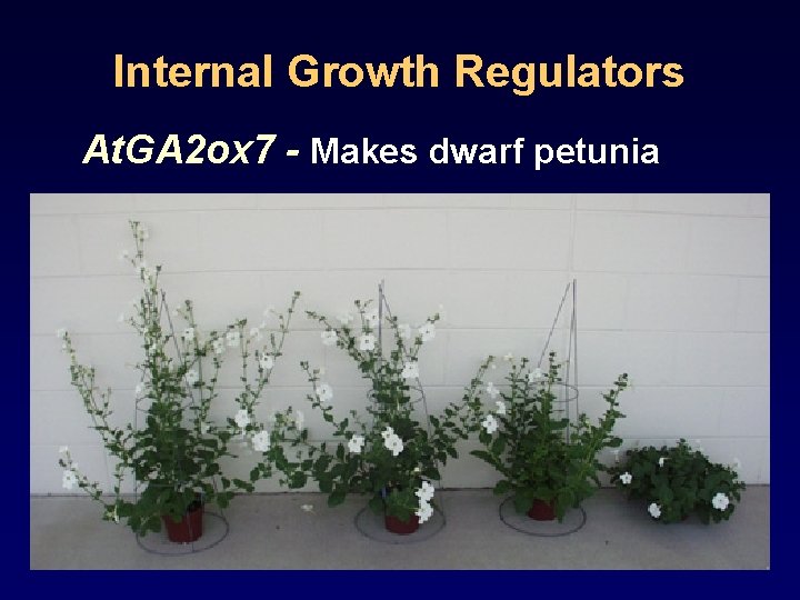 Internal Growth Regulators At. GA 2 ox 7 - Makes dwarf petunia 