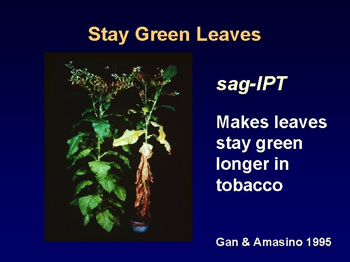 Stay Green Leaves sag-IPT Makes leaves stay green longer in tobacco Gan & Amasino