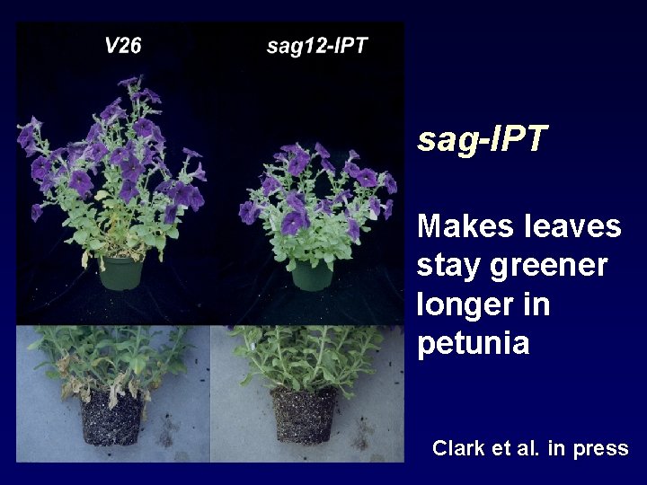 sag-IPT Makes leaves stay greener longer in petunia Clark et al. in press 