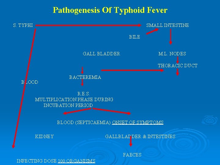 Pathogenesis Of Typhoid Fever S. TYPHI SMALL INTESTINE BILE GALL BLADDER M. L. NODES Pathogenesis Of Typhoid Fever S. TYPHI SMALL INTESTINE BILE GALL BLADDER M. L. NODES