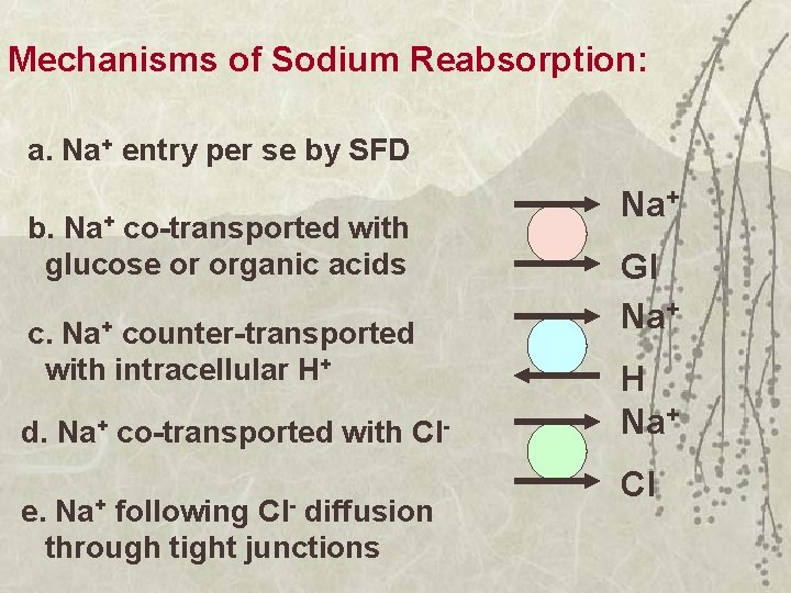 Mechanisms of Sodium Reabsorption: a. Na+ entry per se by SFD b. Na+ co-transported
