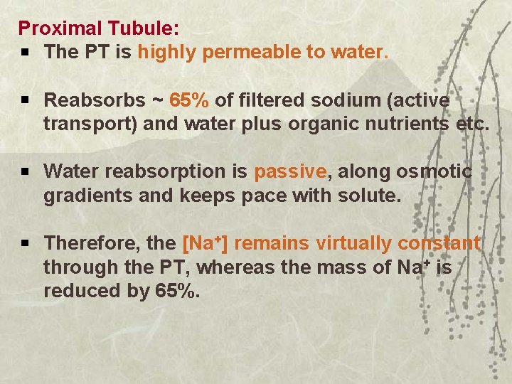 Proximal Tubule: The PT is highly permeable to water. Reabsorbs ~ 65% of filtered