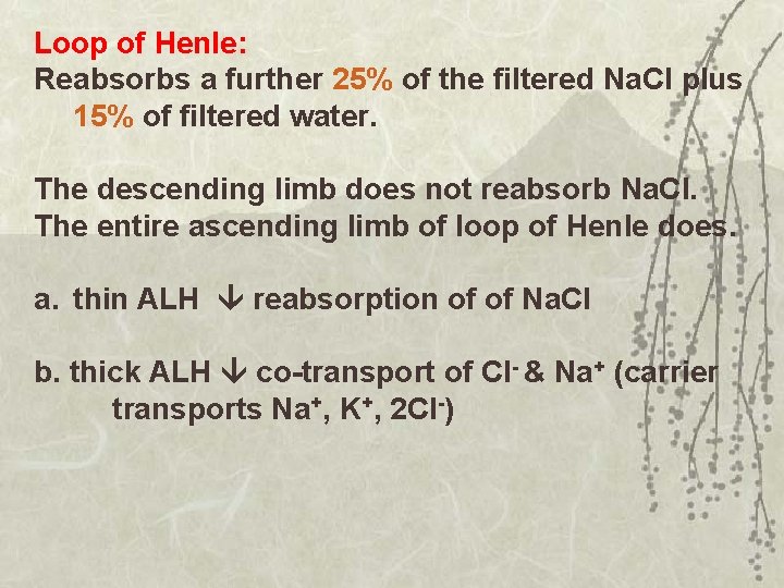 Loop of Henle: Reabsorbs a further 25% of the filtered Na. Cl plus 15%