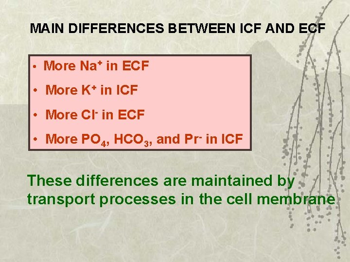 MAIN DIFFERENCES BETWEEN ICF AND ECF • More Na+ in ECF • More K+