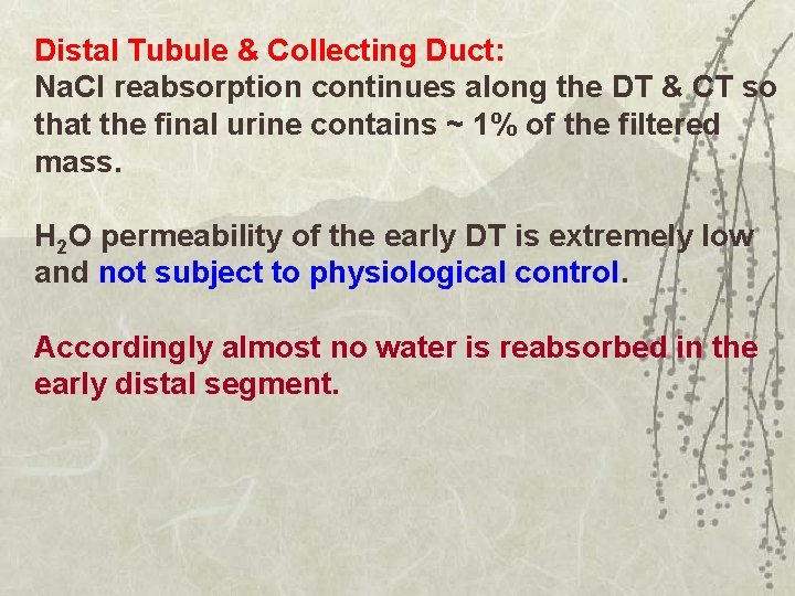 Distal Tubule & Collecting Duct: Na. Cl reabsorption continues along the DT & CT
