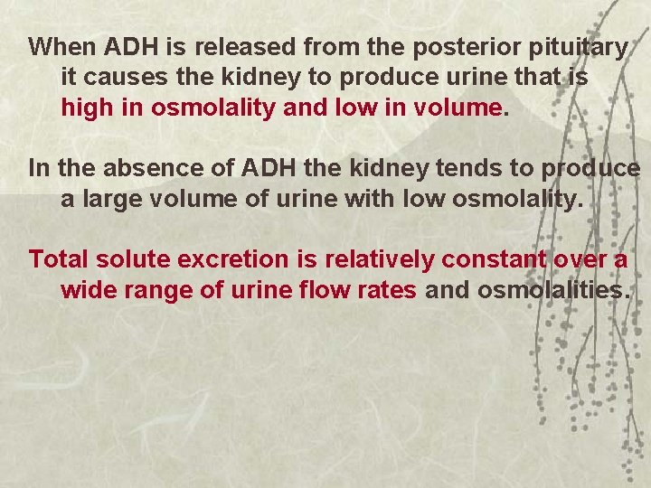 When ADH is released from the posterior pituitary it causes the kidney to produce