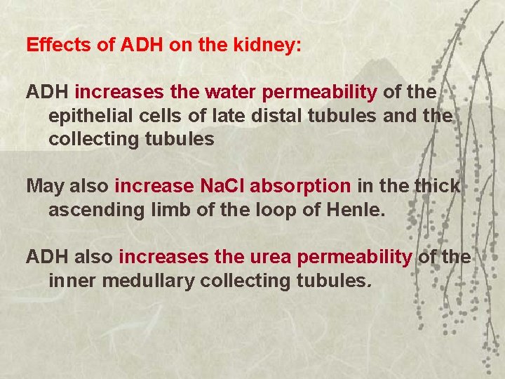 Effects of ADH on the kidney: ADH increases the water permeability of the epithelial