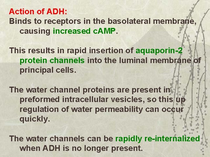 Action of ADH: Binds to receptors in the basolateral membrane, causing increased c. AMP.
