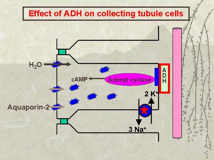 Effect of ADH on collecting tubule cells H 2 O c. AMP Aquaporin-2 Adenyl