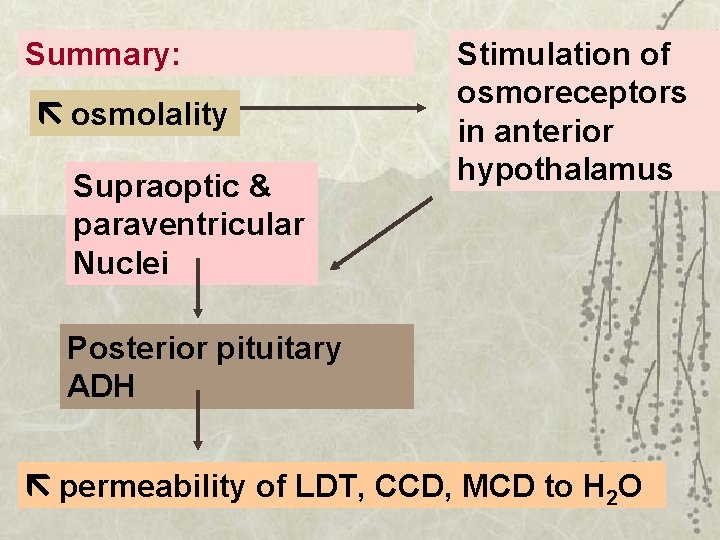 Summary: osmolality Supraoptic & paraventricular Nuclei Stimulation of osmoreceptors in anterior hypothalamus Posterior pituitary