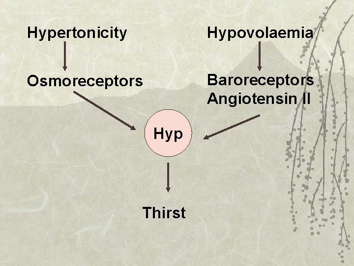 Hypertonicity Hypovolaemia Osmoreceptors Baroreceptors Angiotensin II Hyp Thirst 