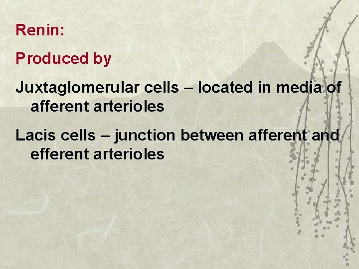 Renin: Produced by Juxtaglomerular cells – located in media of afferent arterioles Lacis cells