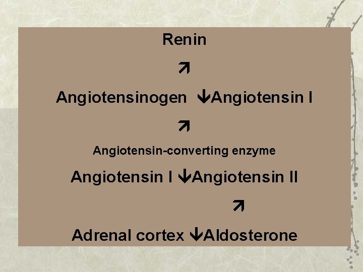 Renin Angiotensinogen Angiotensin I Angiotensin-converting enzyme Angiotensin II Adrenal cortex Aldosterone 
