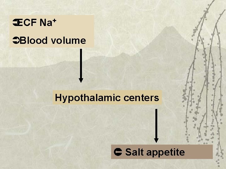 ÜECF Na+ ÜBlood volume Hypothalamic centers Salt appetite 