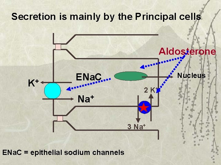 Secretion is mainly by the Principal cells Aldosterone K+ Nucleus ENa. C Na+ 2
