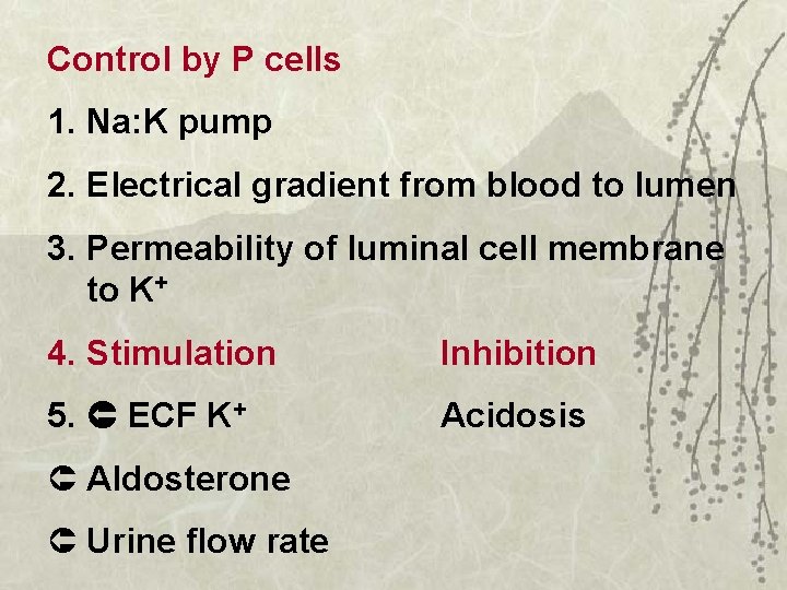 Control by P cells 1. Na: K pump 2. Electrical gradient from blood to