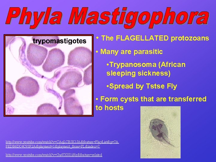  • The FLAGELLATED protozoans • Many are parasitic • Trypanosoma (African sleeping sickness)