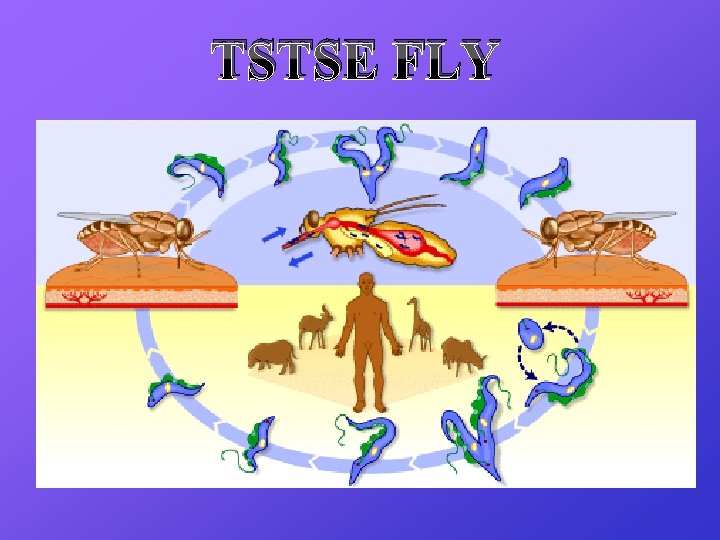 TSTSE FLY 