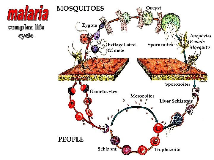 complex life cycle 