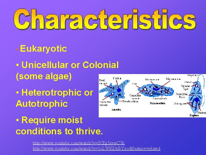  • Eukaryotic • Unicellular or Colonial (some algae) • Heterotrophic or Autotrophic •