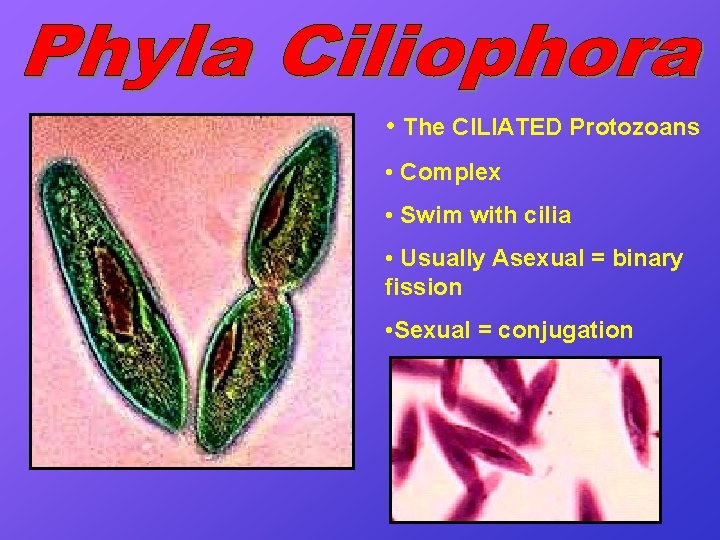  • The CILIATED Protozoans • Complex • Swim with cilia • Usually Asexual